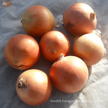 Chinese Export Good Quality Yellow Onion